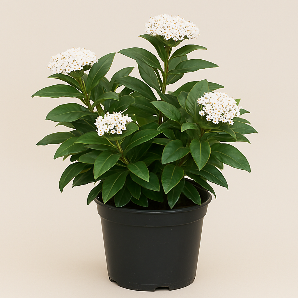Viburnum Tinus (Lentaggine) Albero Sempreverde In Vaso: Pianta Ornamentale Da Esterno, Fioritura Invernale, Ideale Per Piccoli Giardini