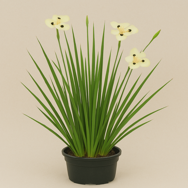 Dietes bicolor