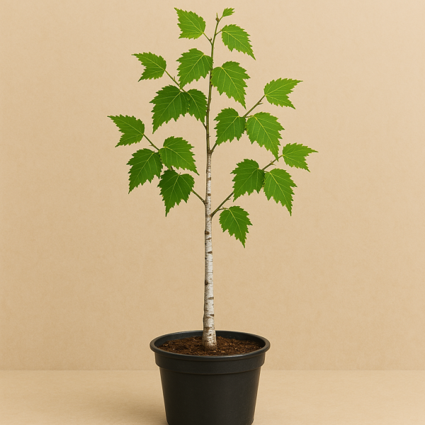 Betula alba